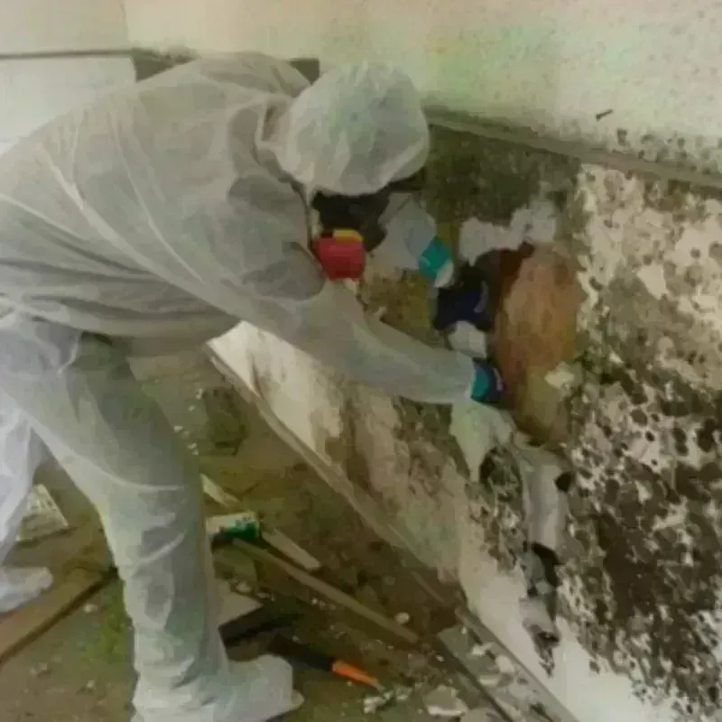 Mold Remediation and Removal in Vienna, VA